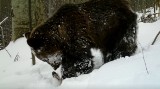 Tatry. Fotopułapka zrobiła zdjęcia jak obudzony ze snu niedźwiedź je... obiad  