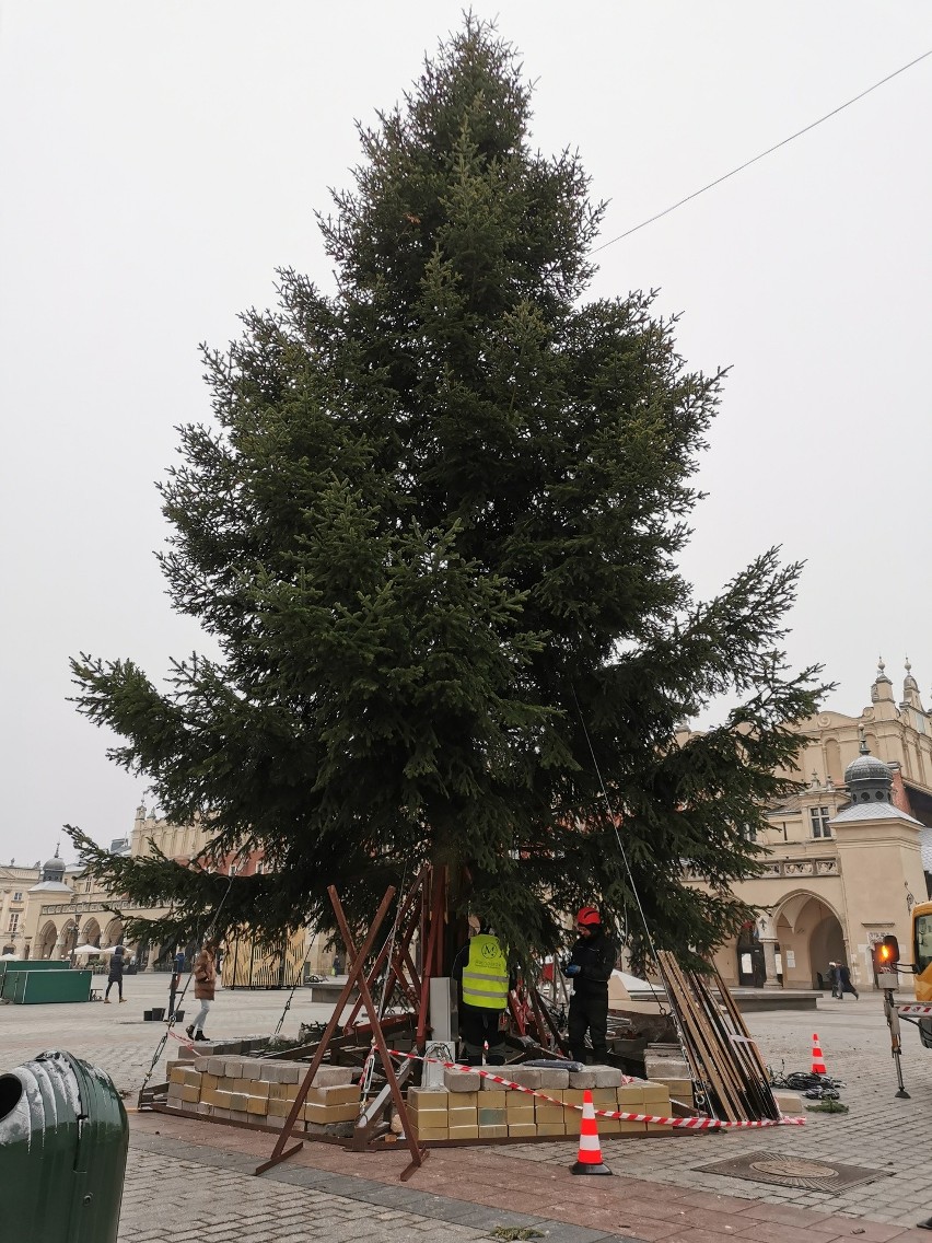 Na Rynku Głównym w Krakowie stanęła choinka. Robi wrażenie! Będzie też energooszczędna