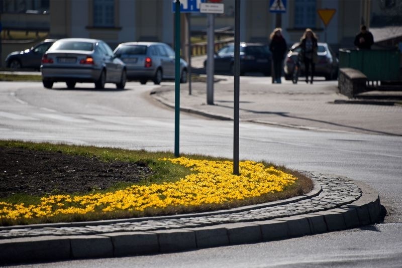 Dodaje, że bratki w różnych kolorach będą sadzone w donicach...