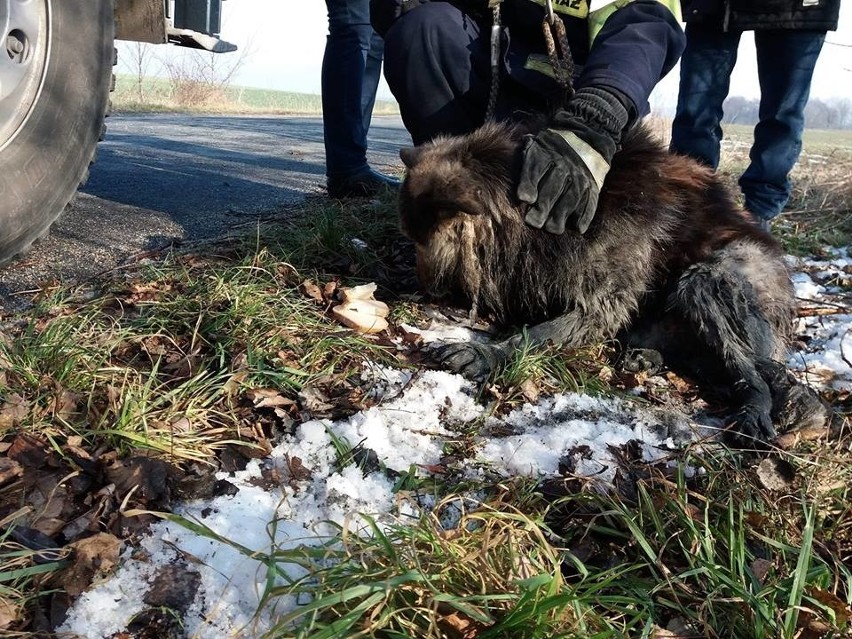 Strażacy uratowali psa. Właściciel poszukiwany [ZDJĘCIA]