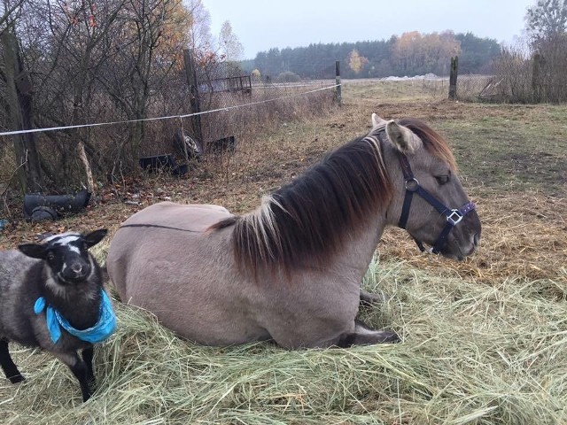 Koń Pieg i owca Bee zaginęły w Zielonce