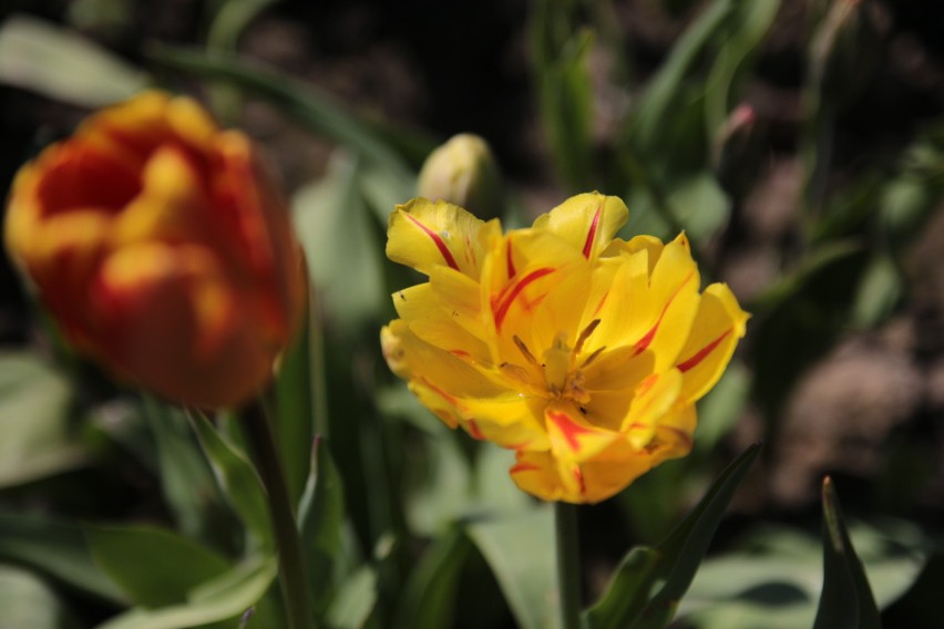 Gdy tulipany przekwitną, należy delikatnie oberwać resztki...