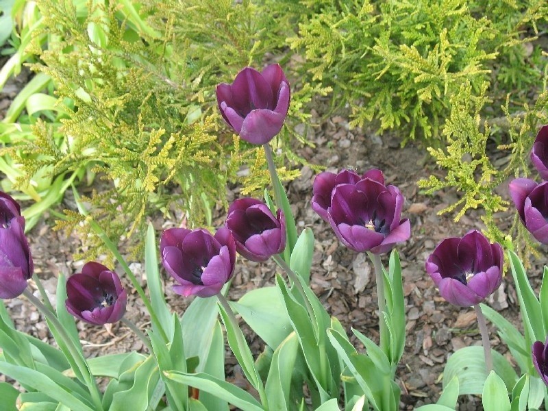 Tulipany w ogrodzie...