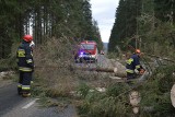 Trzeci dzień halnego. Setki drzew na drodze do Morskiego Oka [ZDJĘCIA]