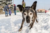 Psi senior kocha najbardziej! W białostockim schronisku akcja adopcyjna "Pora na psiego seniora" (ZDJĘCIA)