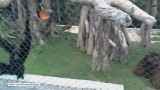 Orangutan wściekł się na zaczepiające go małpy [wideo]