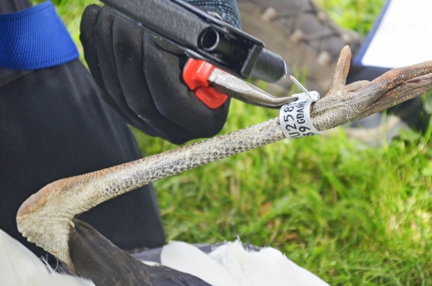 Obrączkowanie boćków w Zabierzowie Bocheńskim. Finał akcji „Bociany Taurona” [ZDJĘCIA]