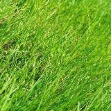 Trawnik w rolce