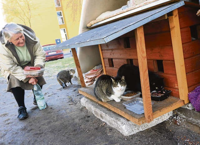 Martyna Kozłowska  opiekuje się kocim stadkiem żyjącym na tyłach apteki przy ulicy Bażyńskich w Toruniu