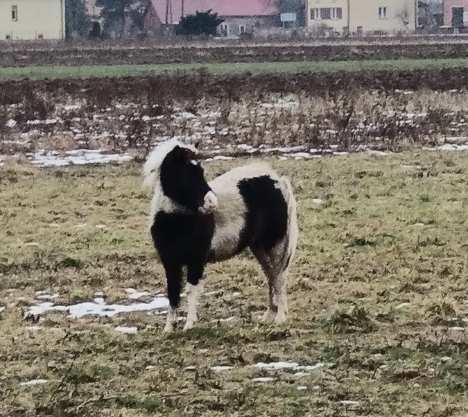 Zaginiony kucyk wrócił do właściciela dzięki policjantom z Gorzyc  