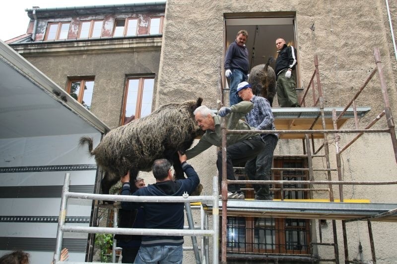 Do muzeum wędrują po rusztowaniu dziki.