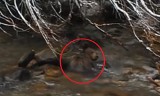 Tatry. Mały niedźwiadek topił się w potoku. Jedna z turystek próbowała mu pomóc [WIDEO]