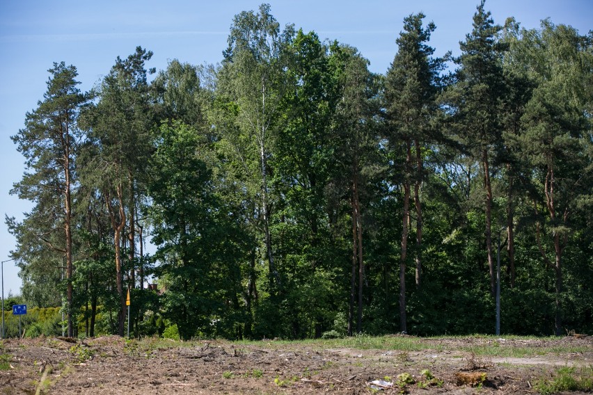 Miasto nie wykupi lasu za 16 mln zł. Czy teraz zniknie zielona ostoja?