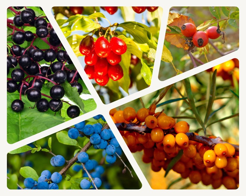 Dzikie owoce to smaczny i wartościowy surowiec do...