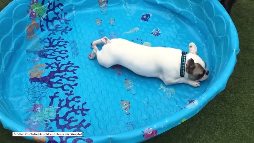 Ten pies nie potrzebuje wody, aby pływać