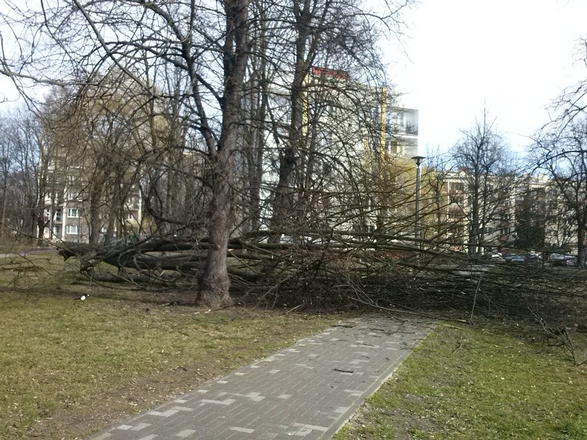 Powalone drzewo na Osiedlu Kolorowym w Krakowie