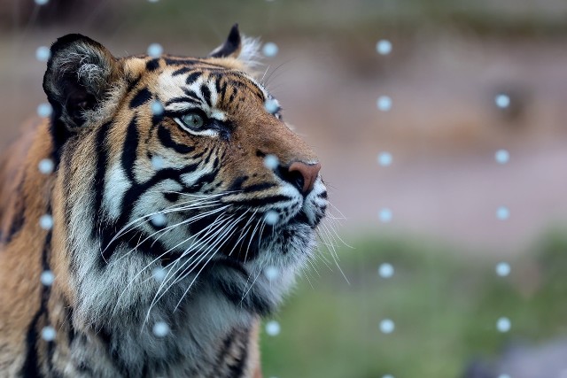 Tygrys Tengah urodził się 26 lutego 2009 r. Jego gatunek jest krytycznie zagrożony, na całym świecie pozostało jedynie 400 osobników.