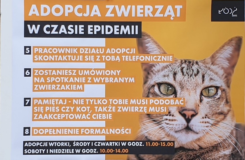 Łódzkie Schronisko dla Zwierząt wznawia adopcje psów i kotów. Większość procedury odbywa się przez internet