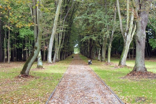 Pierwsze wzmianki o istnieniu parku w Nisku pochodzą z roku 1853. Był częścią ogrodów pałacowych rodziny Ressequier