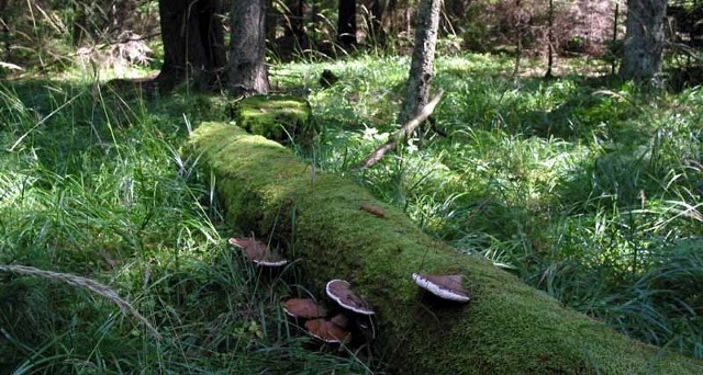 Białowieski Park Narodowy może być powiększony o około 12 tysięcy hektarów