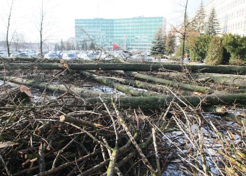 Wycinka drzew przy Urzędzie Wojewódzkim