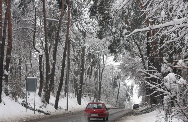 Największe zagrożenie dla kierowców stanowią drzewa iglaste, takie jak te na kieleckiej Bukówce. Na gałęziach utworzyły się ciężkie lodowo-śniegowe czapy.
