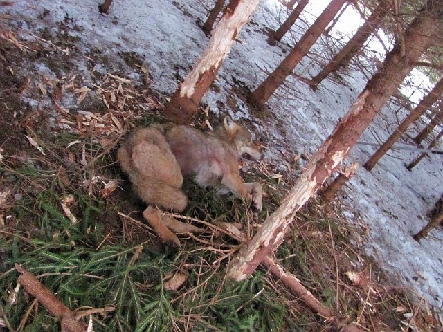 Gdy weterynarz zaaplikował środek uspakajający, leśnicy przystąpili do właściwej akcji ratunkowej. Oswobodzili zwierzę z wnyków.- W pułapkę kłusownika wpadła wadera w wieku około czterech &#8211; pięciu lat, średniej wielkości i dobrej kondycji ogólnej - mówi Piotr Wydra. - Oprócz otarcia uwiezionej łapy oraz ogólnego osłabienia, nie stwierdzono innych kontuzji. Po zdezynfekowaniu rany zwierzę wstało i o własnych siłach ruszyło w leśne ostępy.