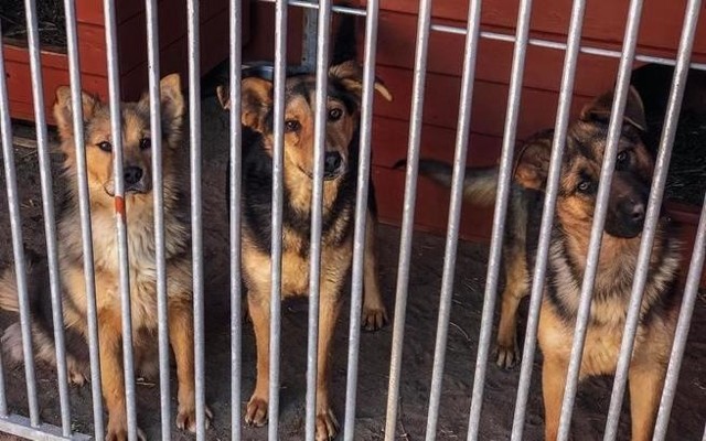 Bezdomne psy, które gmina Jasieniec zabrała ze schroniska w Radysach trafiły do placówki w Celestynowie.