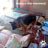 Tragedia dwóch psów. Pomogło OTOZ Animals. Przez 8 miesięcy żyły bez dostępu do wody i pożywienia. Czeka je pilne i kosztowne leczenie