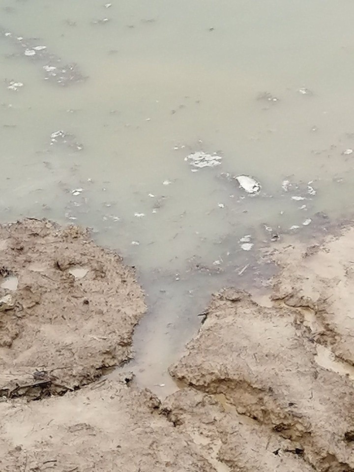 Ktoś zasypał staw z żywymi rybami w Sułkowie pod Wieliczką