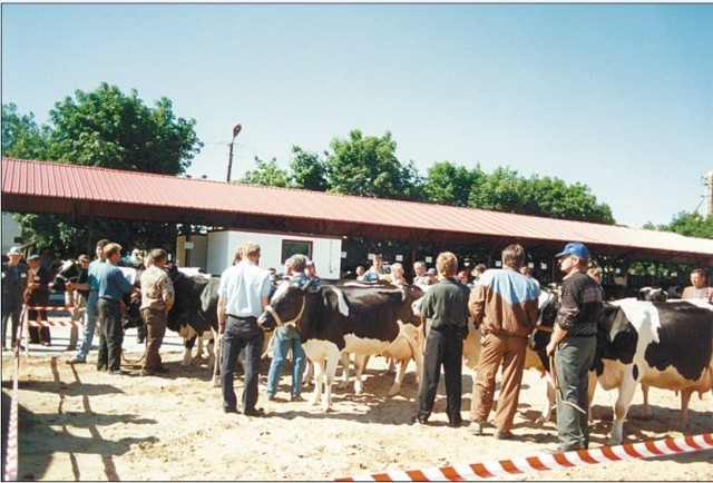 Stawka krów mlecznych przygotowana do oceny przez komisję (1994 r.)