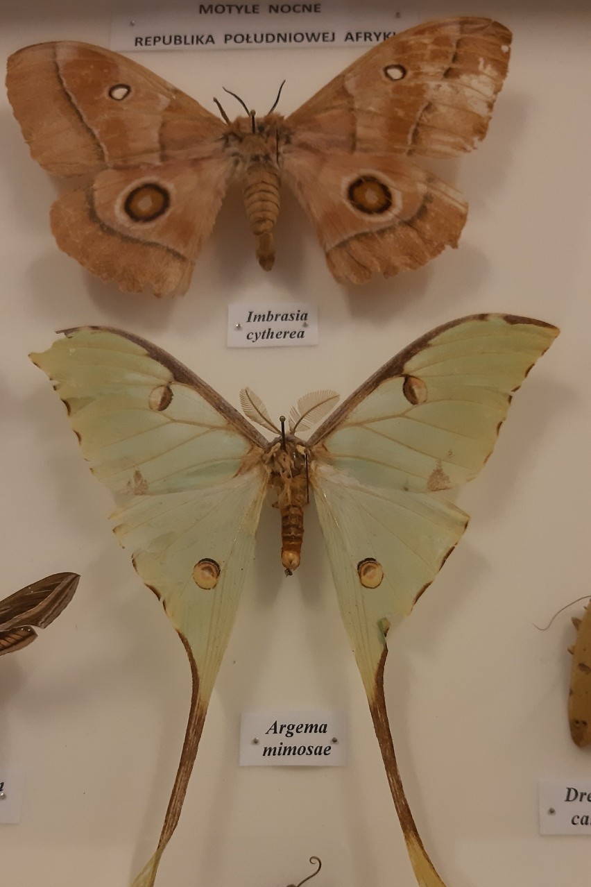 Motyle i chrząszcze ze zbiorów Mariana Wilczewskiego.