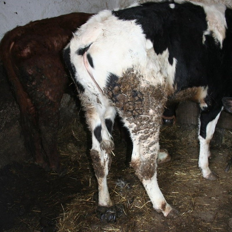 Krowy są powciskane w oborę jedna przy drugiej. Chude,...