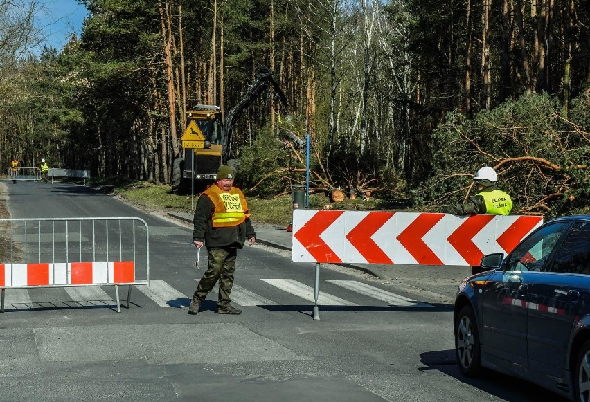 Wycinka drzew na ulicy Smukalskiej