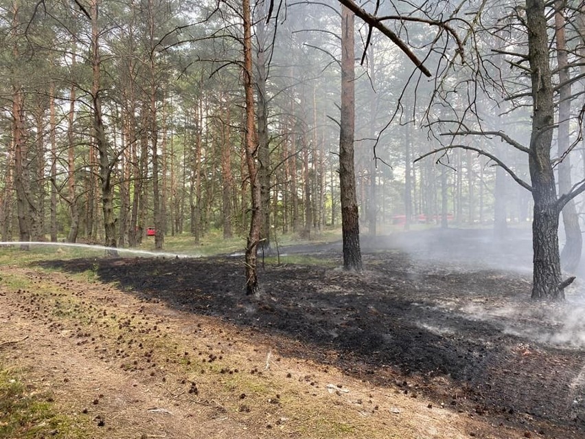 Strażacy apelują o niewypalanie traw.