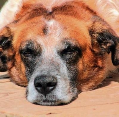 Starość ludzką i psią, oprócz chorób i niedołężności, najbardziej łączy jedno: uzależnienie od innych. W tym wypadku od nas. FOT. 123RF