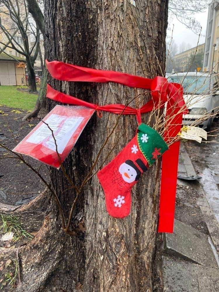 Kraków. Rózga dla ZZM i ZMDK. Elfy Mikołaja uwolniły korzenie drzewa od ciężaru betonowych płyt