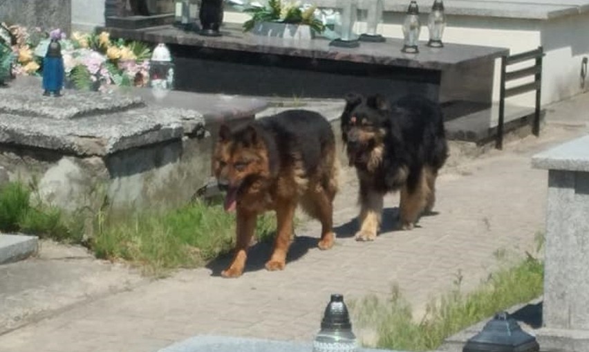 Dwa psy pogryzły w poniedziałek (8 czerwca) trzy przypadkowe...