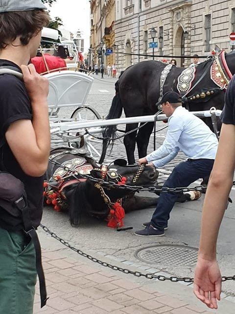 Kraków. Obrońcy zwierząt zwracają się do prokuratury po kolejnym upadku konia pod Wawelem