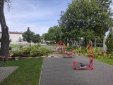 Potężny konar drzewa spadł na dziecko na placu zabaw w Parku Strzeleckim w Tarnowie. Policja sprawdza czy można było temu zapobiec