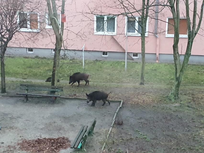 Otrzymaliśmy zdjęcia od naszego Czytelnika. Stado dzików...