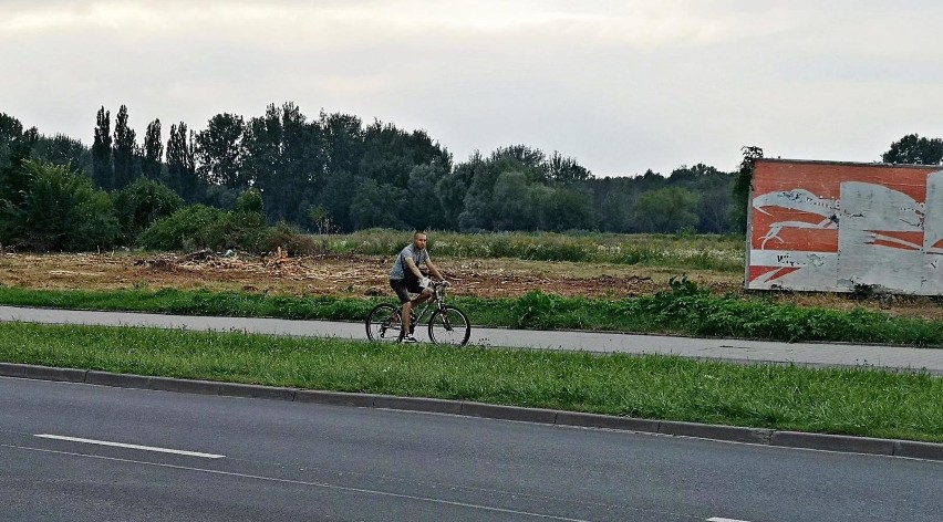 Teren po wycince przy alei Pokoju