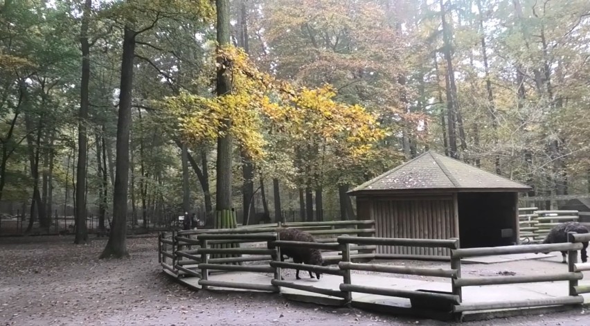 Krakowskie zoo wzbogaciło się o nowy gatunek zwierzaków. To kozy czarnoszyje [WIDEO]