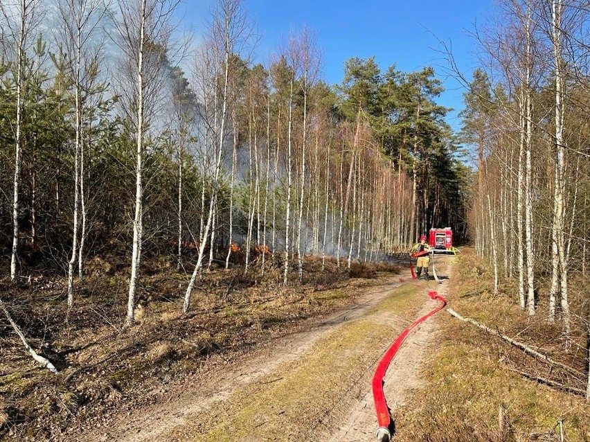Pożar lasu niedaleko Manowa. Leśnicy walczyli z ogniem ramię w ramię ze strażakami [ZDJĘCIA]