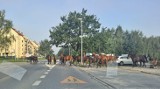 Konie na Stabłowicach we Wrocławiu. Zwierzęta uciekły ze stadniny [ZDJĘCIA]