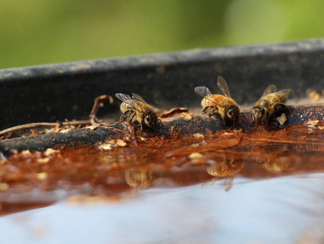 Karmienie pszczół trzeba rozpocząć 20 sierpnia, bo pszczoły potrzebują czasu, żeby przenieść syrop do ramek przed zimą. Tymczasem w hurtowniach brakuje cukru i inwertu cukrowego dla pszczół.