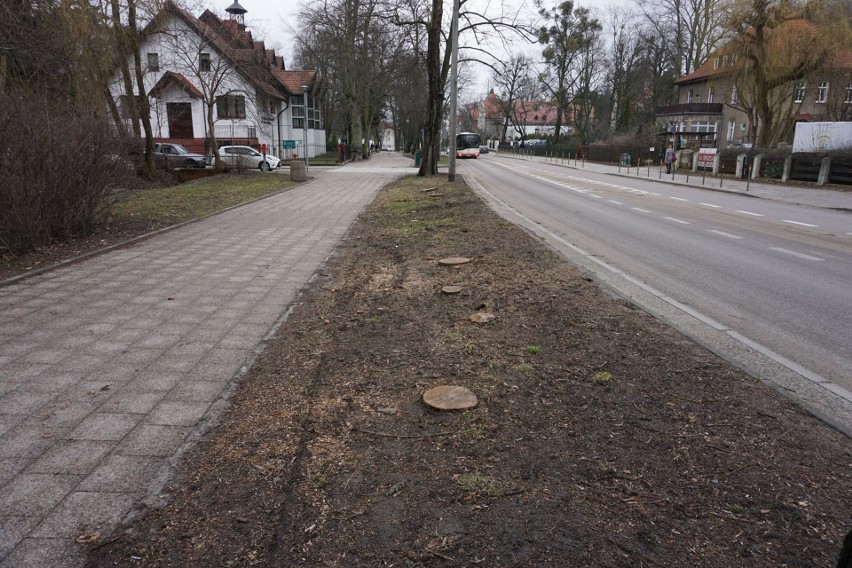 Gdańsk. Kontrowersje wokół wycinki drzew przy Parku Oliwskim i na Jaśkowej Dolinie. Wycinka odbyła się zgodnie z prawem 