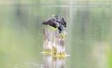 Setki zabitych piskląt kormoranów na Jeziorze Tonowskim. Policja prowadzi śledztwo