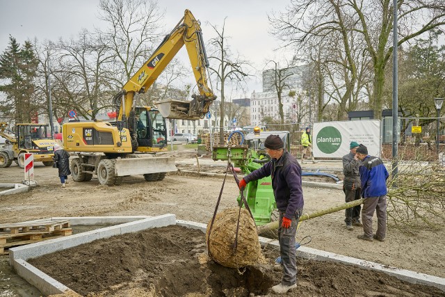 Na placu Komuny Paryskiej już są sadzone drzewa.