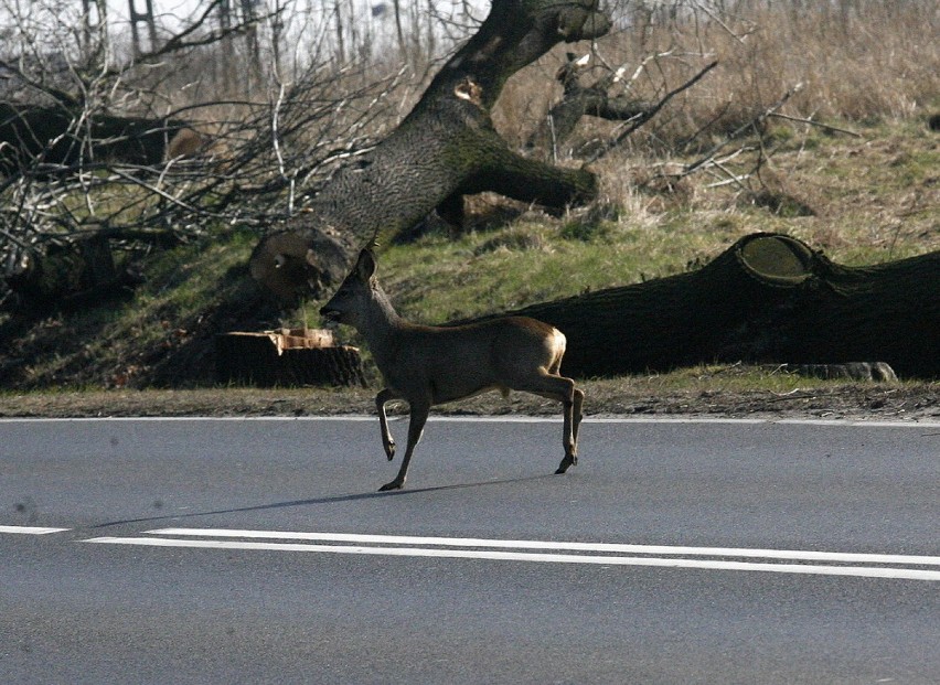 Wycięli setki drzew. To początek budowy drogi S3 (ZDJĘCIA)